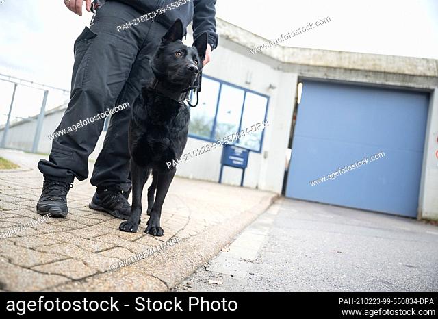 17 February 2021, Baden-Wuerttemberg, Heimsheim: Service dog handler Florian Weiner stands with his black German shepherd Emily, a sniffer dog for mobile phones