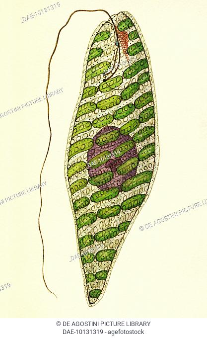 Euglena splendens, Euglenophyta algae. Enlarged drawing