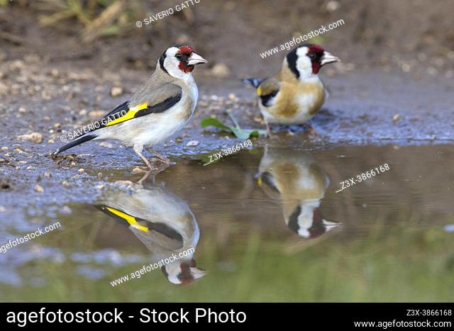 European Goldfinch (Carduelis carduelis), two adults standing in a puddle, Abruzzo, Italy