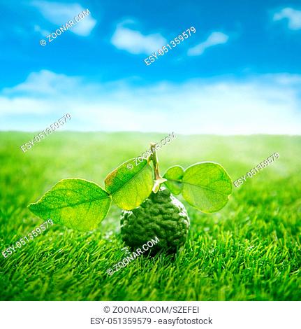 Pesticide free fresh organic kaffir lime with leaves on green lawn, blue sky background
