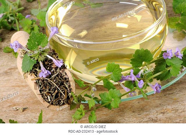 Cup of Ground Ivy tea, Glechoma hederacea