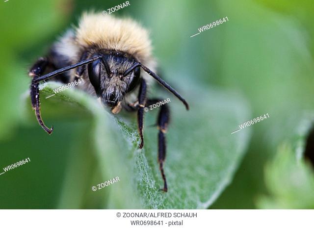 Tree bumblebee Bombus hypnorum