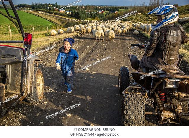 ICELANDIC FARMER DURING THE ROUND-UP OF SHEEP CALLED THE RETTIR, ICELAND, EUROPE