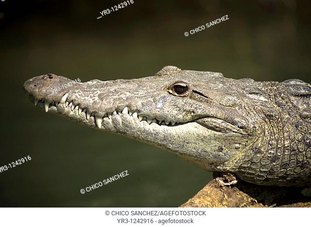 An american crocodile, an animal in danger of extinction, bathes in the sun along the Tzendales River in the Montes Azules Biosphere Reserve in Chiapas, Mexico