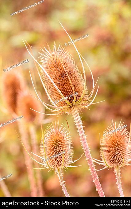 Dried brown teasel seed pods. Family name Dipsacus fullonum