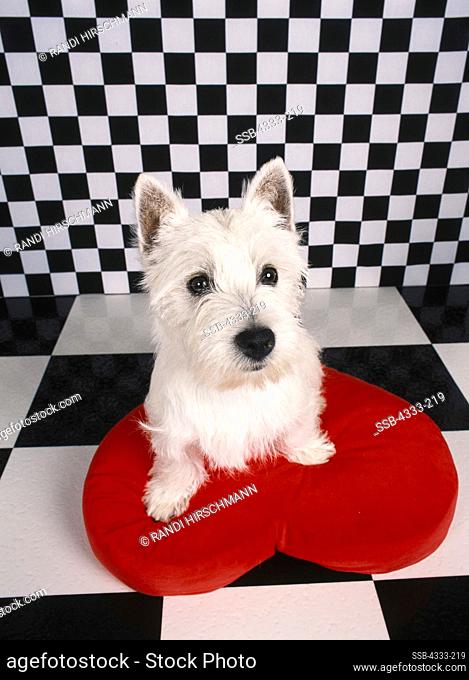 West Highland White Terrier, AKC, 4-month-old 'Phoebe' photographed at Randi's studio and owned by Valerie Rappleyea of Wasilla, Alaska