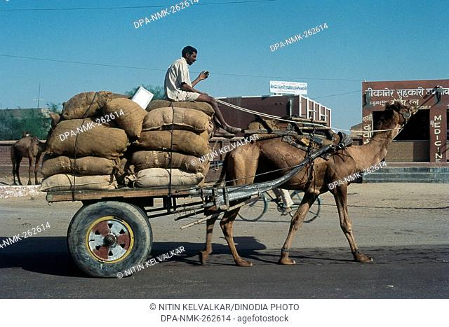 Loaded camel cart at Bikaner, Rajasthan, India, Asia