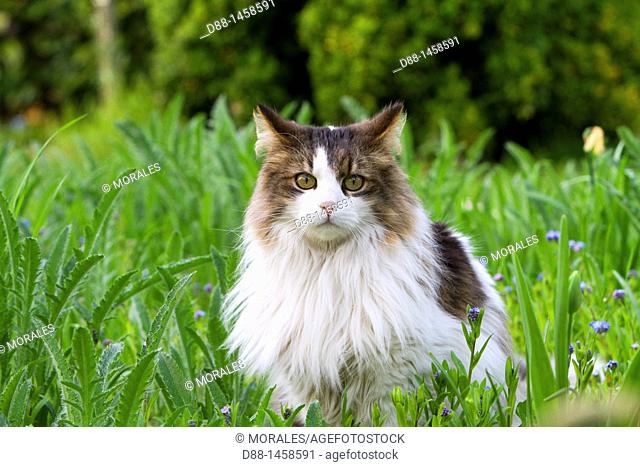 Domestic cat, Bas-Rhin, France