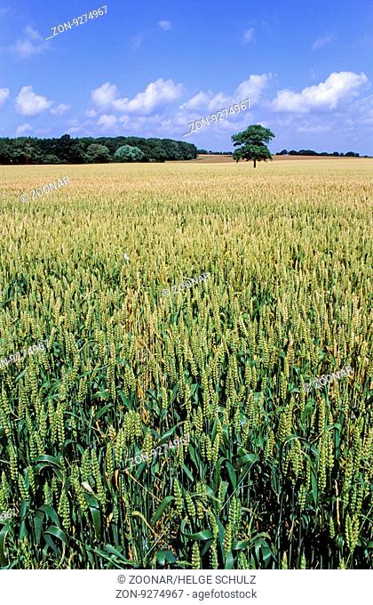 Weizenfeld im Sommer / Wheat field in summer / Tasinge - Daenemark