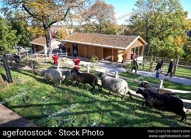 12 October 2022, Saxony-Anhalt, Halle (Saale): Krainer stone sheep are also among the inhabitants of the redesigned ""Reils-Alm"" facility at Bergzoo Halle