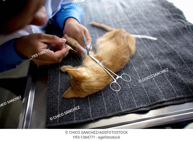 A kitten is attended by a vet at a Pet Hospital in Condesa, Mexico City, Mexico, February 4, 2011  The kitten died due to ingesting the drugs ibuprofen and...