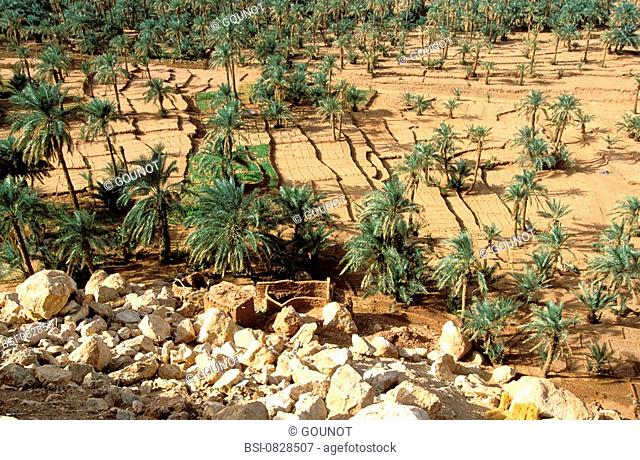 Palm grove of Guentour ksar. Region of Gourara, at the limit of the Grand Erg Occidental, Algeria