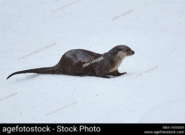 Eurasian otter (Lutra lutra), in snow, sideways, winter, Bavaria, Germany, Europe