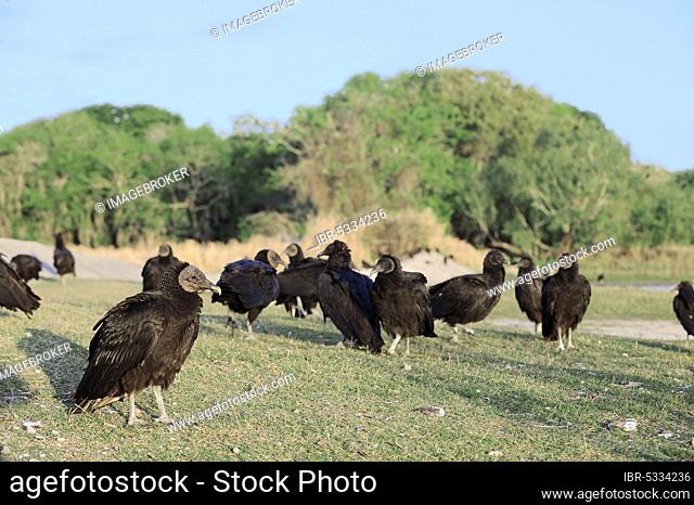 Black Vulture (Coragyps atratus), Myakka River State Park, Florida, USA, North America