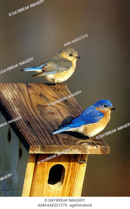 Eastern Bluebird male & female on Peterson nest box (Sialia sialis) Marion Co IL