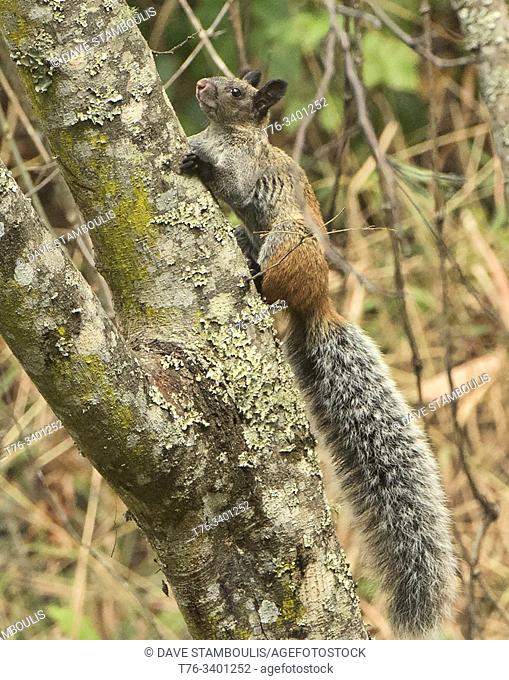 Guayaquil squirrel (Sciurus stramineus) in the Podocarpus National Park, Vilcabamba, Ecuador