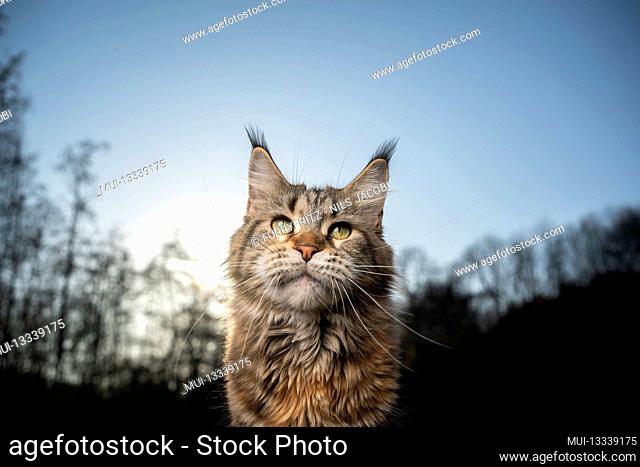 maine coon cat portrait in sunset with treeline of forest in the back and copy space