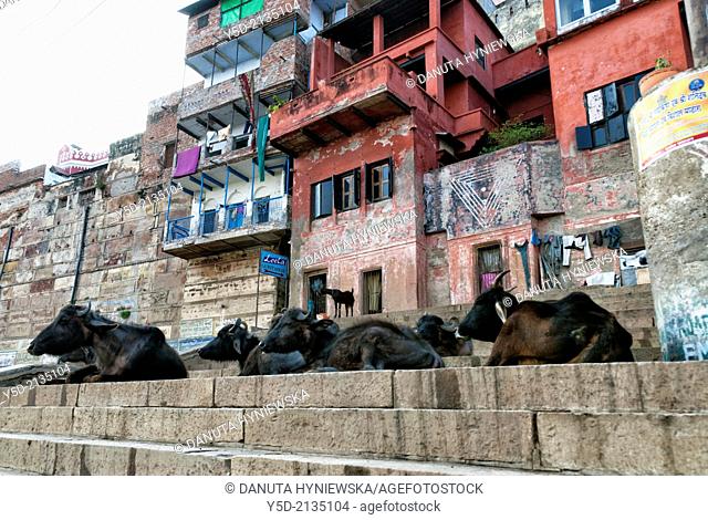 Cows laying at Narad Ghat, Varanasi also known as Benares, Banaras or Kashi, city on the banks of the Ganges in Uttar Pradesh