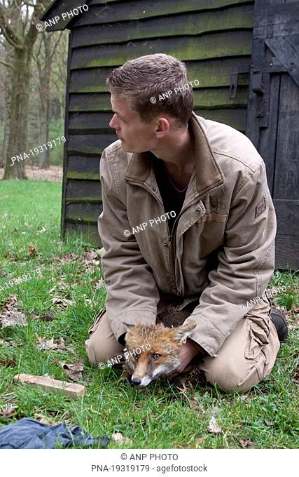 Fox Vulpes vulpes - National Park Sallandse Heuvelrug, Hellendoorn, Salland, Overijssel, The Netherlands, Holland, Europe