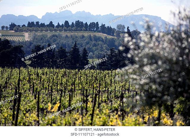 A view over a vineyard in Gigondas with the Dentelle de Montmirail in the background
