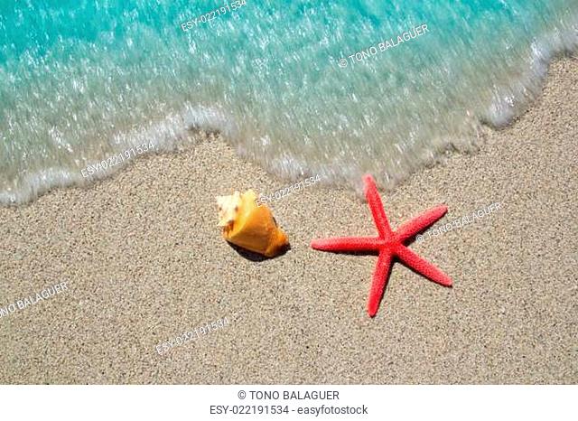 beach starfish and seashell on white sand