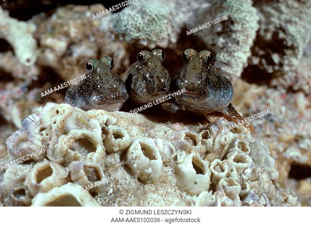 Mudskippers (Periophthalmus barbarus) SE Asia