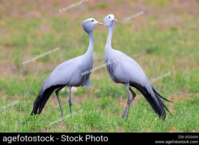 Blue Crane (Grus paradisea), two adults standing on the ground, Western Cape, South Africa