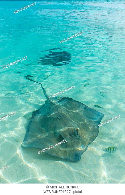 Caribbean, Bahamas, Exuma, Rays swimming in the clear turquoise waters