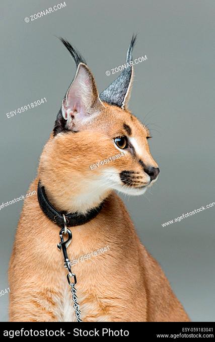 Beautiful caracal lynx 6 months old kitten in leather collar with chain leash sitting on grey background. Isolated. Studio shot. Copy space