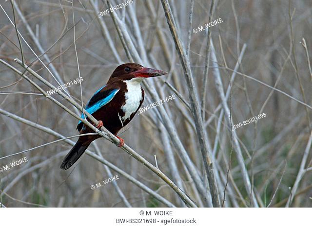 white-throated kingfisher, White-breasted Kingfisher, River Kingfisher (Halcyon smyrnensis), sitting in a shrub, Turkey, Adana, Mittlere Cukurova