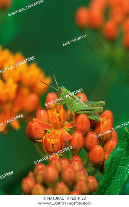 Grasshopper in Butterfly Weed (Asclepias tuberosa) PA