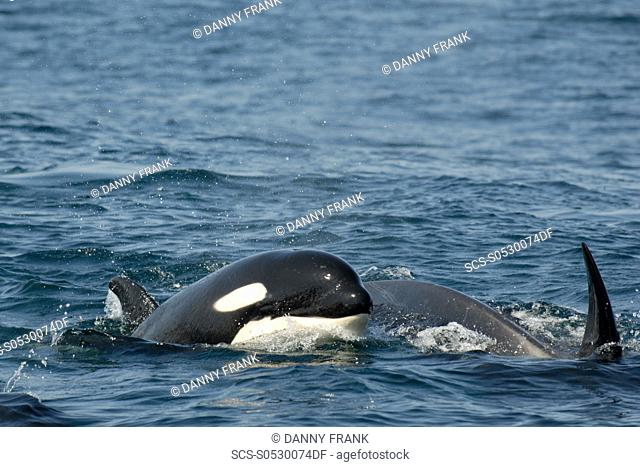 Killer whale Orcinus orca female and calf surfacing, Monterey bay national marine sanctuary, California, usa, east pacific ocean