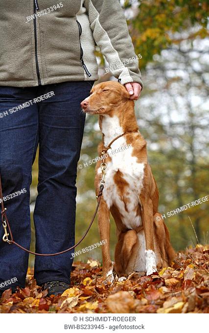 mixed breed dog Canis lupus f. familiaris, Podenco-Mix sitting beside ist mistress who strikes it, Germany