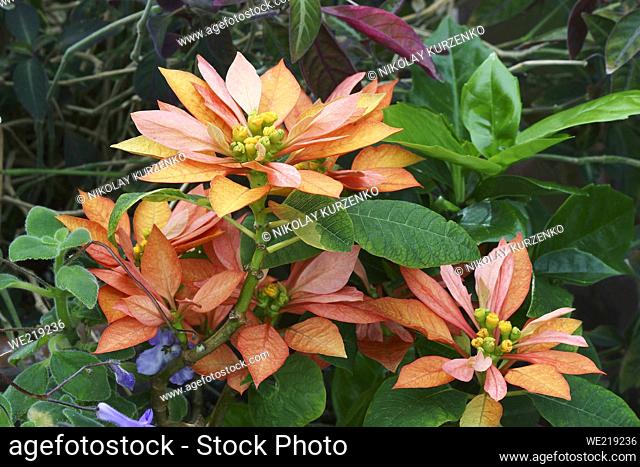 Poinsettia (Euphorbia pulcherrima). Called Bird-of-Paradise flower, Christmas flower, Flame-leaf flower and Lobster flower also