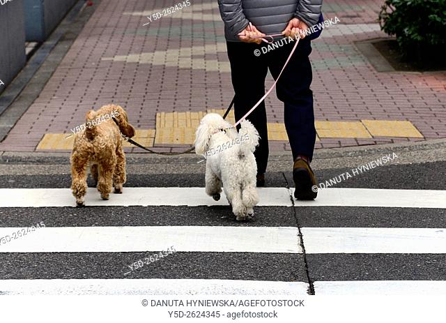 walking with dogs, Tokyo, Japan