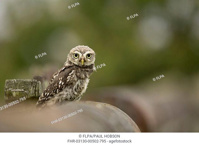 Little Owl (Athene noctua) chick, recently fledged, perched on wall, Lincolnshire, England, June (captive)