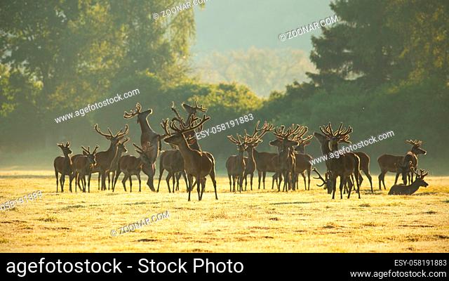 Red deer, cervus elaphus, stags standing and fighting with legs on a meadow early in the morning. Group of wild animals in nature at springtime with sun shining...