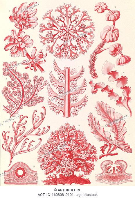 Illustration shows red algae. Florideae. - Rotalgen, 1 print : color photomechanical ; sheet 36 x 26 cm., 1904. Ernst Haeckel 1834 – 1919 German biologist
