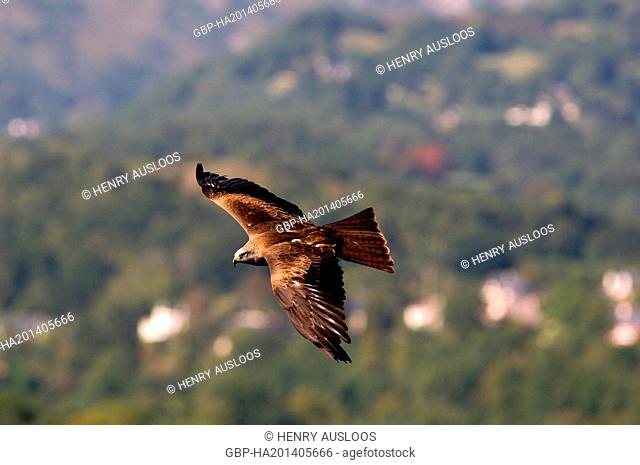 Black Kite, Milvus migrans, flight