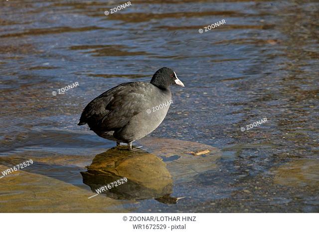 Eurasian Coot (Fulica atra) at a pond in Germany