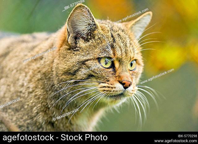 European wildcat (Felis silvestris silvestris), captive, Switzerland, Europe