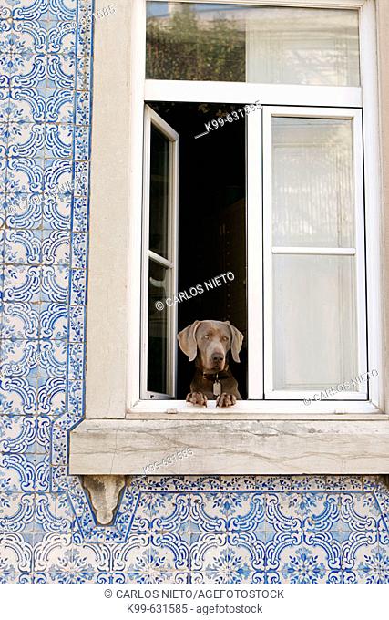 Dog at window, Lisbon. Portugal