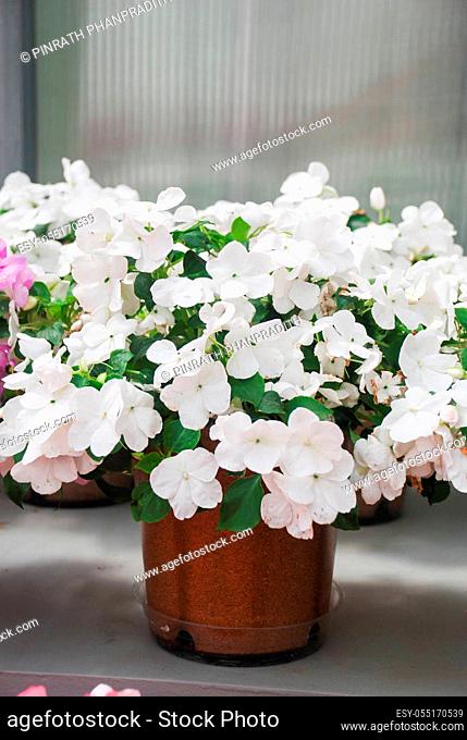 white impatiens in potted, scientific name Impatiens walleriana flowers also called Balsam, flowerbed of blossoms in white