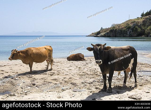Cattle on the beach at Qeparo, on the Ionian coast, Albania, Southeastern Europe