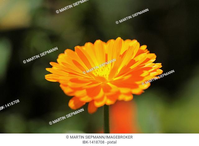 Blossom of Pot Marigold (Calendula officinalis), garden plant, medicinal plant