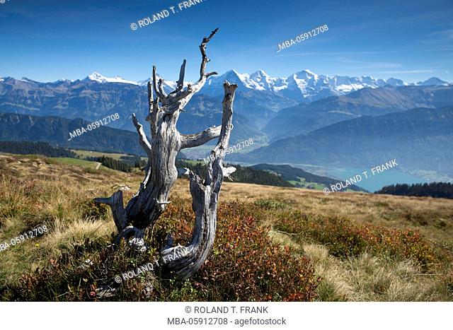 Europe, Switzerland, deadwood on the Niederhorn