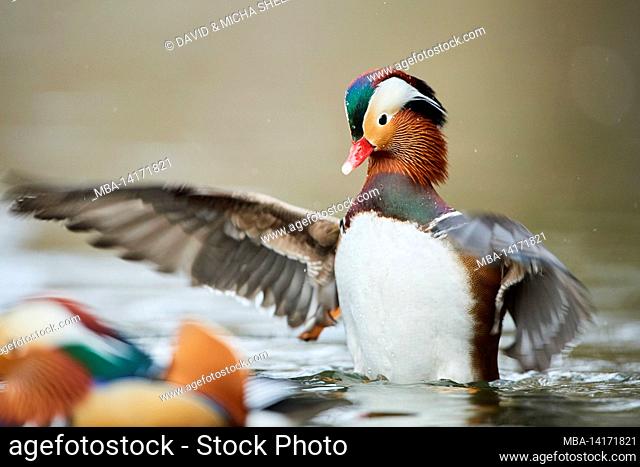 mandarin duck (aix galericulata), turns on a lake, bavaria, germany