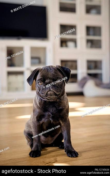 Young pug dog sitting on the floor, Schleswig-Holstein, Germany, Europe