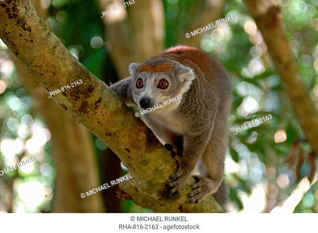 Crowned lemur Eulemur coronatus, Ivoloina National Park, Toamasina, Madagascar, Africa