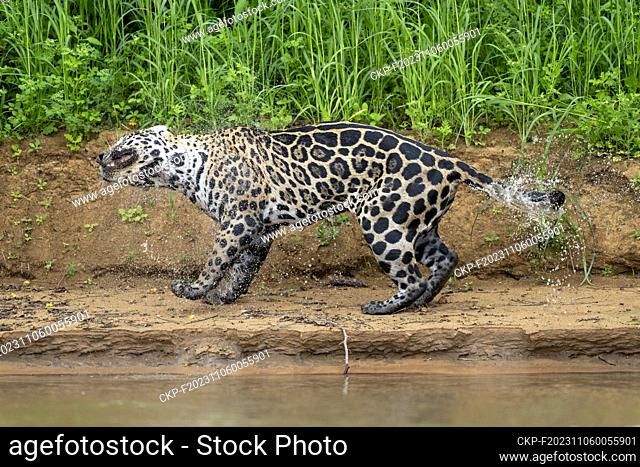 Jaguar in Pantanal jungle, Brasil, September 26, 2023. (CTK Photo/Ondrej Zaruba)